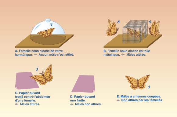 Comportement reproducteur - Mise en évidence des phéromones chez le Grand Paon de nuit par J. H. Fabre